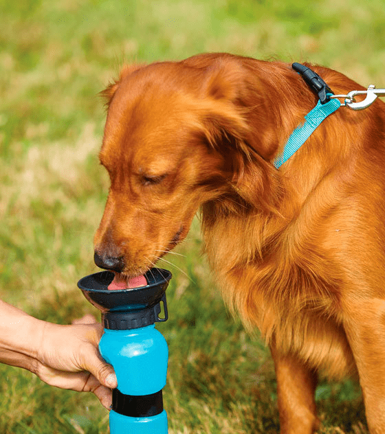 Aqua Dog Water Bottle_0